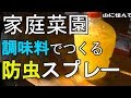 家庭菜園の害虫駆除　調味料で作るオーガニック防虫スプレー　　田舎暮らしの家庭菜園