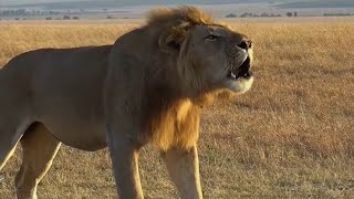 KIDEPO VALLEY NATIONAL PARK DOCUMENTARY (True African Wilderness) #tourism #Kidepo #nationalpark