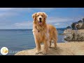 Dog music to make them happy  puppy sleeping music calming relaxation for lovely baby dog