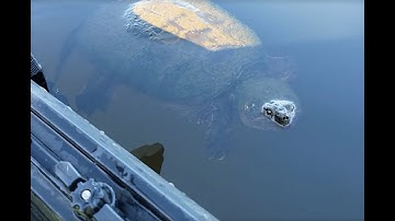 Close encounter with huge snapping turtle