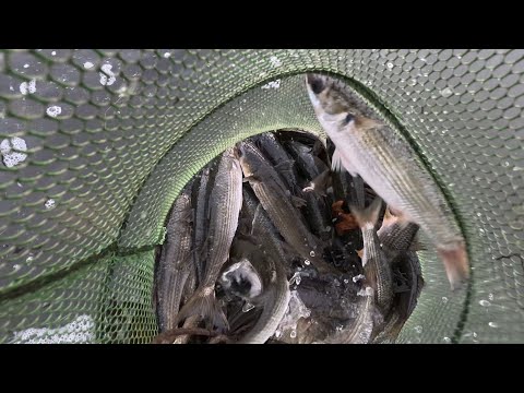 თევზაობა ბომბორა კეფალზე ფოთში მდინარე კაპარჭაზე