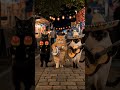 【AI猫】メキシカン猫バンドが夏祭りで大暴れ！射的・金魚すくい・屋台メシで爆笑ハチャメチャ狂宴🌮🎸🏮 チコ・パコ・クルス | amanojak [Runway / Seedance]