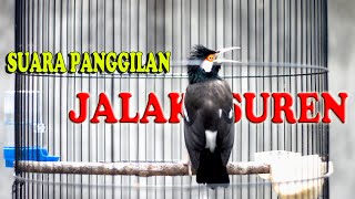 SUARA PANGGILAN JALAK SUREN, PANCINGAN JALAK SUREN GACOR