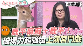 鹿平麻麻鹿平破壞力超強還會上演宮鬥戲鹿平麻麻給想養鹿的建議是... 女人我最大 20230724