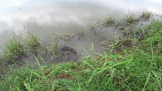 Охота с Рогаткой по реке SLINGSHOT FISHING(АРХИВ)