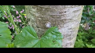 what's in my #wildlifegarden today 🐛🐌🐝🐸🐞🐜🪰🪲