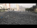 Pigeon Swarm at Makkah