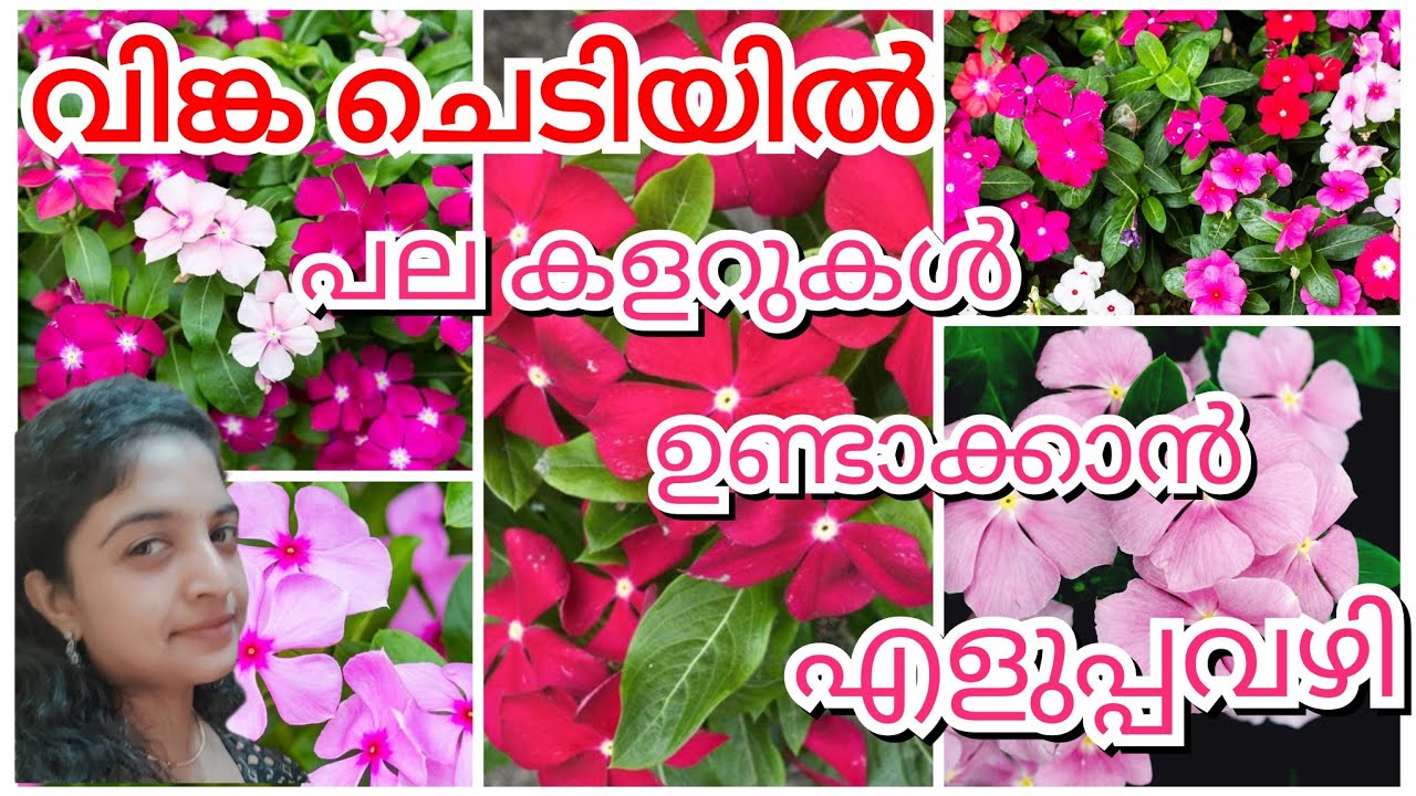 ഇല കാണാതെ പൂക്കൾ ഉണ്ടാവാൻ ഇങ്ങനെ നട്ടാൽ മതി | Vinca Plant Care