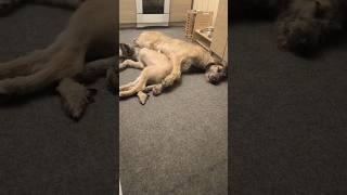 Шеймус прощает Дарси... но кусать не перестает! 😅 #irishwolfhound #ирландскийволкодав #собака #dog