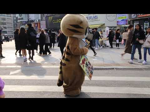 JHKTV] 신촌 명물고양이 재롱둥이 shin chon special <strong>cat</strong> Cute <strong>boy</strong>