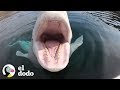 Ballena amigable no se marcha hasta recibir caricias | El Dodo