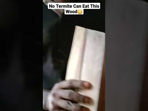 😳 No Termite Can Eat This Wood! #shorts #guango