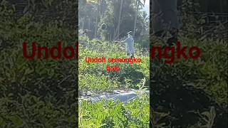 musik dangdutkoplo dangdut semangka