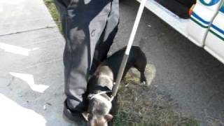 Catch Pole