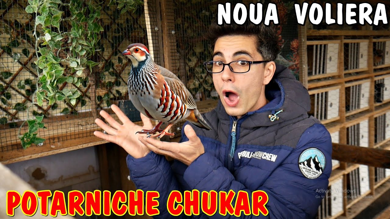 Viața la țară ❗ Am construit o NOUĂ VOLIERĂ pentru Potârnichi ❤ Îmi place maxim cum a ieșit 🐦🕊