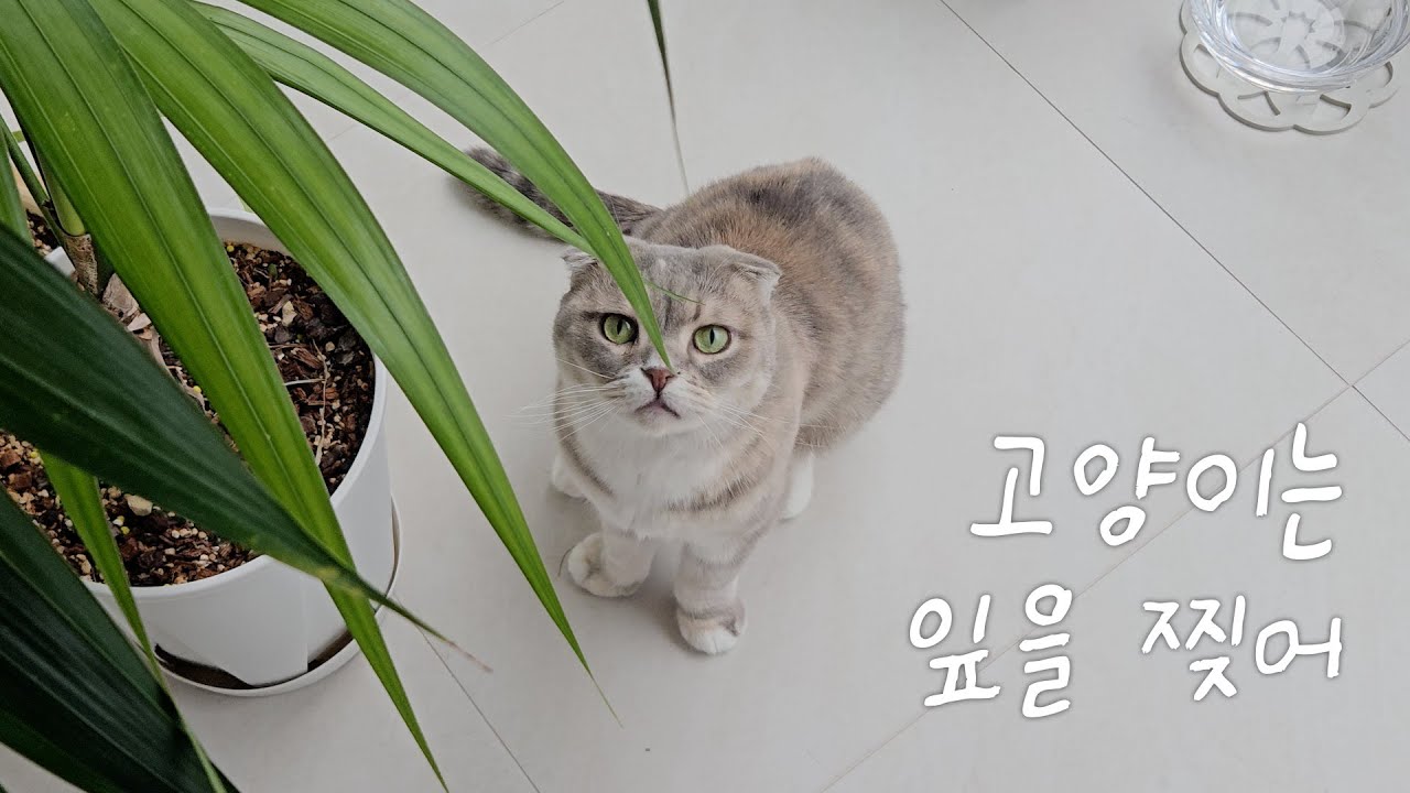 털실·식물·어항...😂오늘도 집이 무사하지 못한 이유