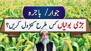 Weed Control in Sorghum and Millet Crops || Crop Reformer
