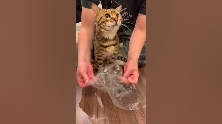 吐く前に鳴いて教えてくれる猫さん #shorts