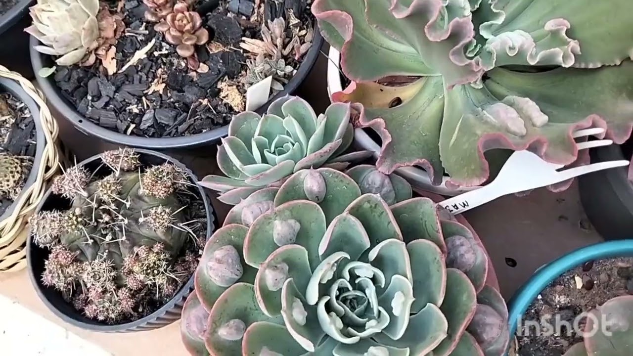 Atualização das minhas suculentas ♻️🪴🪷