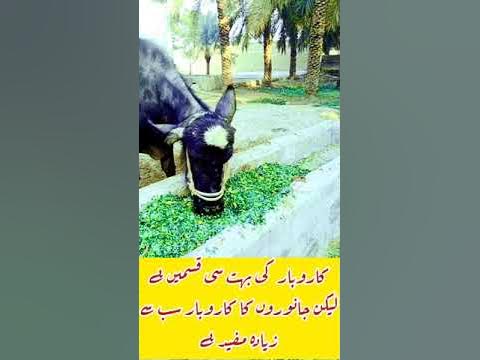 Start Cattle Farming in Pakistan|Invest In Livestock Farm|