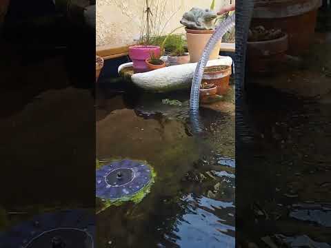 Vidéo: Garden Pond Cleaning - Tips & Conseils pour le nettoyage d'un bassin extérieur