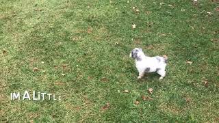 Chanel Cockapoo Puppy For Sale Near Clemmons North Carolina!
