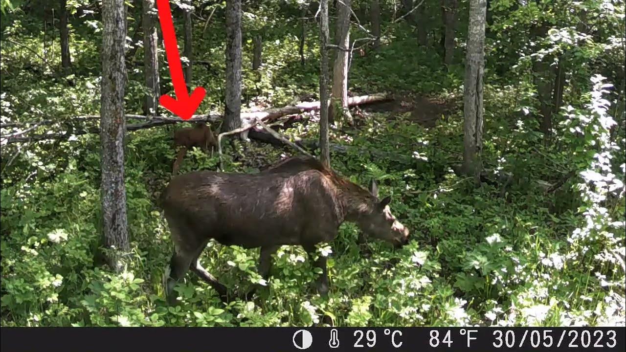 old salt licks YouTube