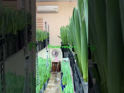 Как убрать влажность