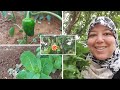 Magnifique potager des parents au fin fond de Karmoud 🇲🇦