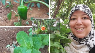 Magnifique potager des parents au fin fond de Karmoud ??