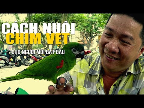 Video Cách nuôi vẹt cho người mới bắt đầu - youtube