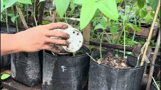 Tanam #kacangpanjang di lahan terbatas #urbanfarming #gardening 