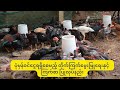 ပုံမှန်ဝင်ငွေရရှိမယ့်တိုက်ကြက်မွေးမြုနည်း