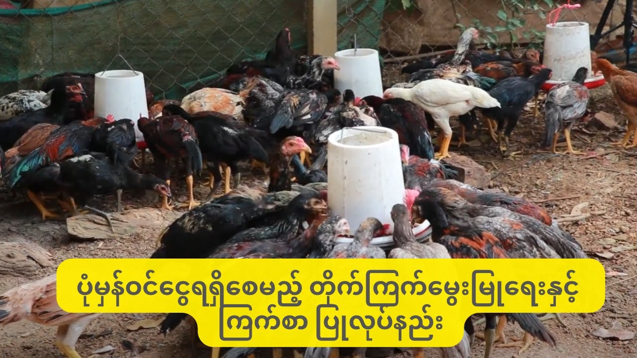 ပုံမှန်ဝင်ငွေရရှိမယ့်တိုက်ကြက်မွေးမြုနည်း