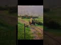 Relaxing Wagon Ride Across the Valley | Red Dead Redemption 2 #shorts  #rdr2