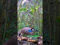 Jay and the "Shooting Star" #Corvids#birds #naturesvoice