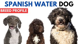 Spanish Water Dog Breed Profile History  Price  Traits  Grooming Needs  Lifespan