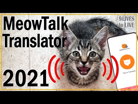 What Is My Cat Saying?: 2021 Meowtalk Cat Translator Review