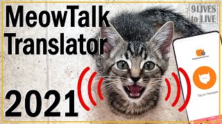 What Is My Cat Saying?: 2021 Meowtalk Cat Translator Review