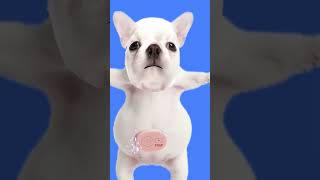 Hi im pibble!#dogbath#soap#dog