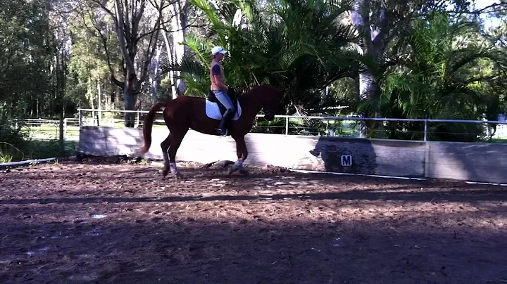 Susan Veal -  Riding Bounce - 2