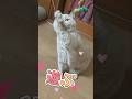 明日の私に幸あれ #shorts #猫動画 #cat