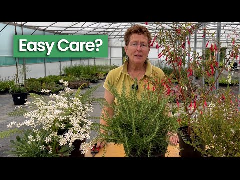 Thoughts on Easy Care & Low Maintenance Plant Recommendations hqdefault