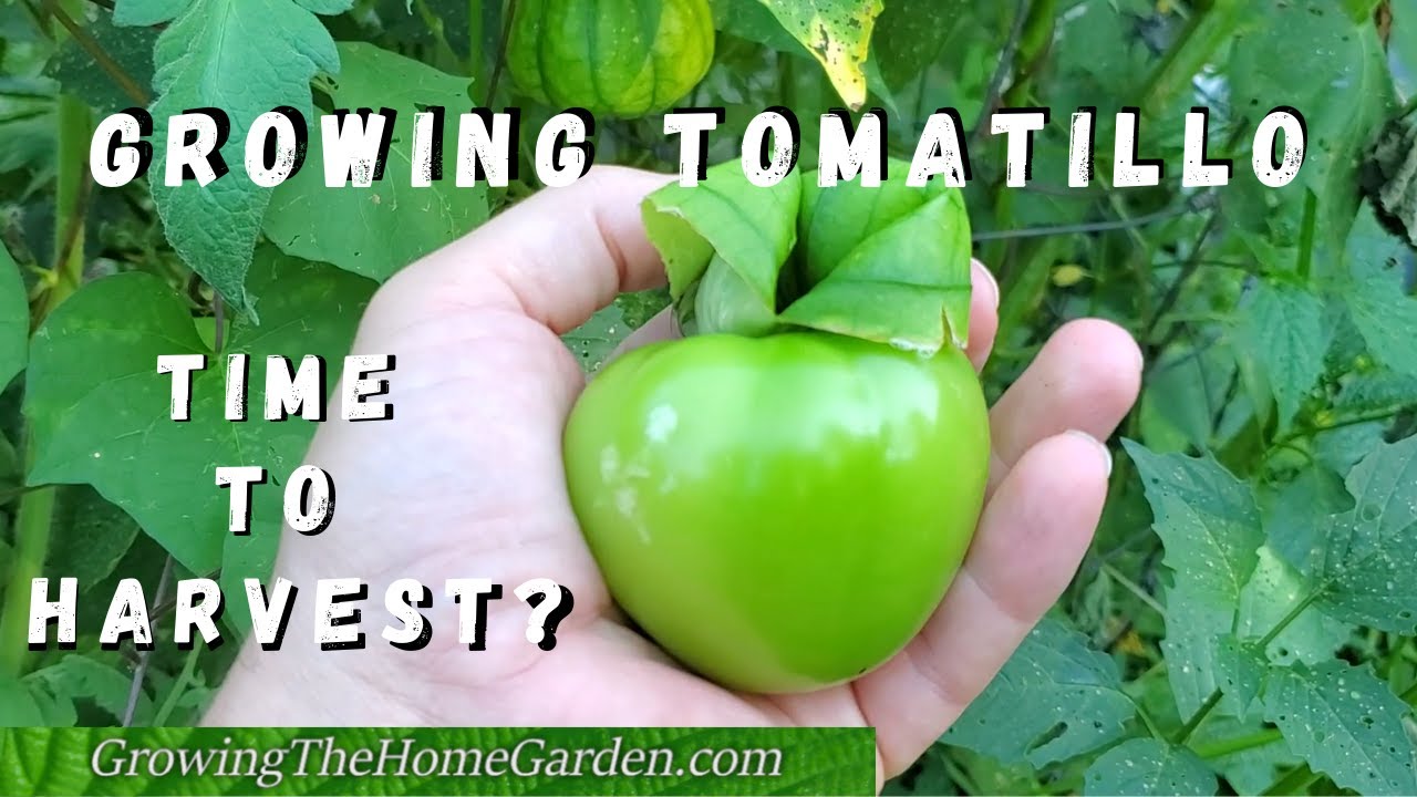 Growing Tomatillos, When To Pick Them, And Other Assorted Tomatillo Info!
