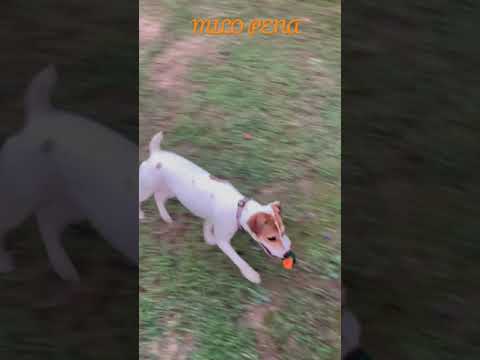 Jack Russell terrier