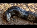 Rinkhals Snake Plays Dead | Deadly 60 | Earth Unplugged