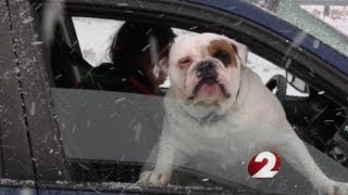 Snow barks and bites