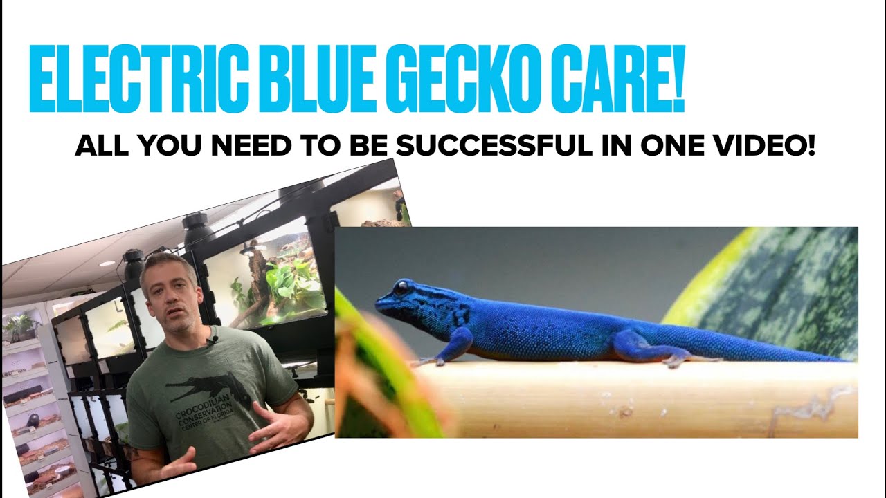 Electric Blue Gecko Care - All You Need To Be Successful In One Video! -  Youtube