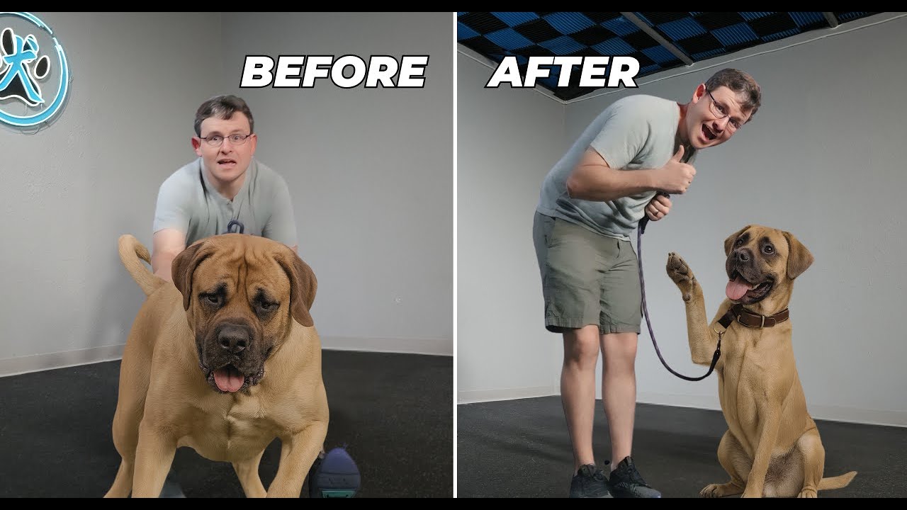 How to Stop Your Dog from Pulling – Agility-Style Training