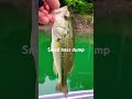 Small bass #fishing